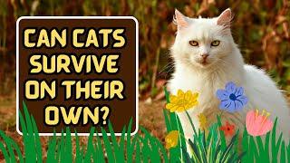 Can Cats Survive By Themselves?