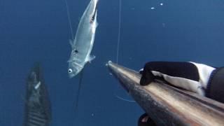 Seriola dumerili and Scomber colias.Spearfishing in the Strait of Messina .  09 11 2019-Chapter 3