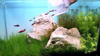 EASY STEPS To Make A Beautiful Planted Aquarium