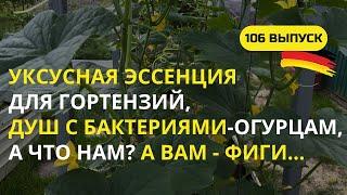 Дача в Германии. Что хотят огурцы в жаркий летний день? Что нужно гортензиям в июле и не только?