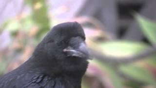 Raven Crow Training Test Part 2