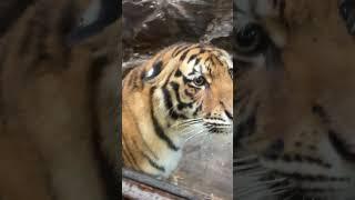 大学生般清澈的眼神 #Siberian tiger #animal 【跟着图尔去旅行】