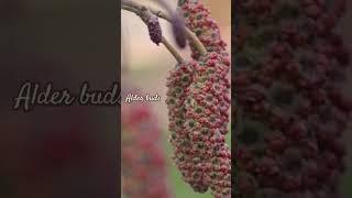 #alderbuds #zioła #herbal #medicineplants #haelth