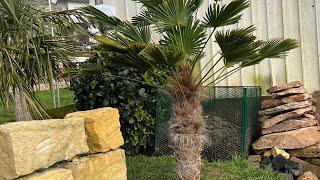 Saisonstart 2023 1. Palme ausgepflanzt