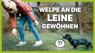 Welpentraining: So gewöhnst du deinen WELPEN an die Leine