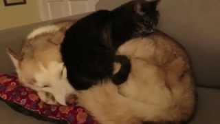 Cat gets comfortable on a husky bed