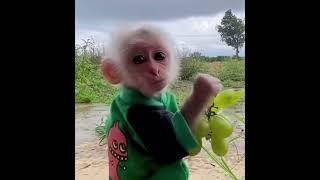 Cutest Monkey Ever  Very cute  Grapes are tasty  Lindo Mono  Söt Apa  #shorts #monkey