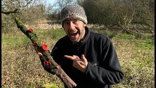 Identifying Scarlet and Ruby Elfcups, 2025 4k