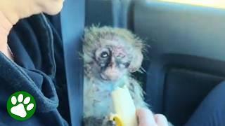 Rescued Baby Monkey With The Saddest Eyes Completely Transforms