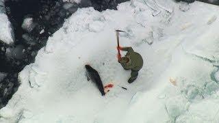 2014 Canadian Seal Hunt Exposed