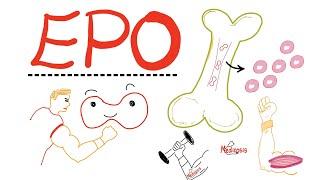 Erythropoietin (EPO) - Red blood cells - Exercise - Training- Muscles 