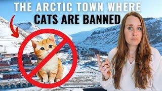 Cats are BANNED on this arctic island | Svalbard, Longyearbyen