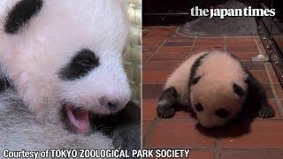 Panda cub at Tokyo’s Ueno Zoo turns 2 months old