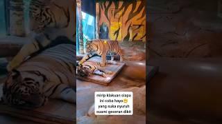 Harimau Romantis bikin kesel #fypシ #shorts #romantic
