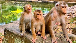 What happened to Families Monkey Libby is relaxing..!! Group of Amber Monkeys come to disturb Them.