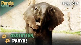 Verkupplungsbörse Zoo: Okapi-Paar und Elefantenbaby Panya außer Rand und Band | Panda, Gorilla & Co