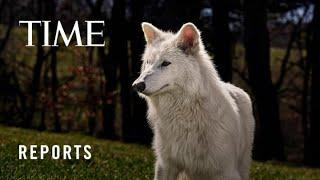 No Longer Extinct? Colossal Biosciences' Dire Wolf Project