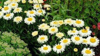 Best Perennials, Leucanthemum 'Bridal Bouquet' (Shasta Daisy)