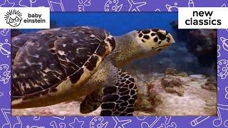 Animals of the Coral Reef | New Classics | Baby Einstein | Learning Show for Toddler | Kids Cartoons
