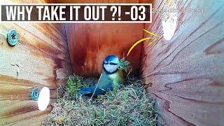 Why Take OUT all the NESTING material ?? Bluetit Nesting series Highlights - A month of action.