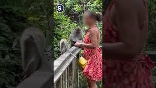 Mischievous Monkey Rips Up Bali Tourist's Passport