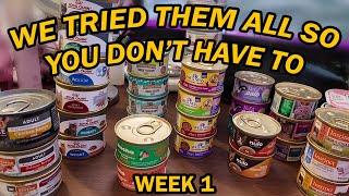 My Cats Try All *Healthy* Cat Foods (Wet &  Dry!) | Intro & Week 1 BEST CAT FOOD 2025