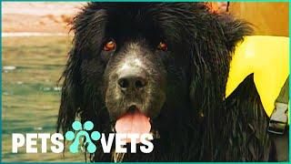 This Newfoundland Is The Worlds Cutest Lifeguard | Dogs with Jobs