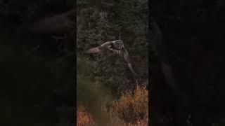 Filming a great gray owl in Canada with Canon R3