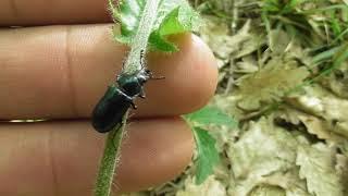 Carabus is a genus of beetle in family Carabidae, undetermined species.