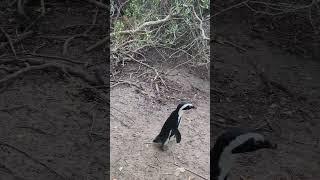 #пингвины #пингвин #penguin #  #penguins #capetown #simonstown #rsa #southafrica  #bouldersbeach