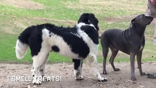 A Rare Pyrenean Mastiff Shows up to Play at Dog Park