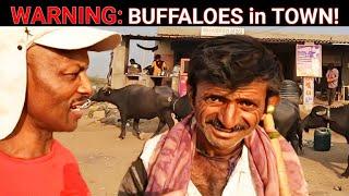 Buffaloes Invade Small Town, SHOCKING! NEVER Seen This!