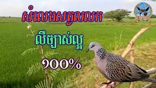 សំទ្បេងសត្វលលក ច្បាស់ល្អណាស់ | The dove's voice is very clear