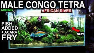 Adding MALE CONGO TETRA To AFRICAN RIVER Aquarium (+Acara Fry Update)