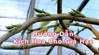 Thầy Tám Ngọc Hướng Dẫn Kích Bông Cho Hoa Lan Giả Hạc - Phi Điệp - Chăm sóc cây sau khi Tàn Bông