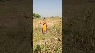 #vlog #cow #dancemusic Harendra Kumar Rubi DeviHam Khet Kat rahe ️