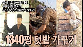 5도2촌 개인텃밭 가꾸기 / 은행나무 심기 / 쿠바식 틀밭 2/2  / 초당옥수수 500개 심기개인캠핑장