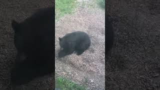 Nice sized black bear in a rehab zoo in Maine. He was cute.