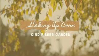 Staking Up Corn - Kind Fibers Garden