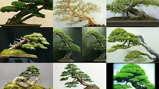 20+ kumpulan bonsai gaya slanting/miring @hasansachybonsai #kumpulanbonsai #gayaslanting