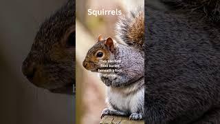 3 surprising facts about squirrels you never knew