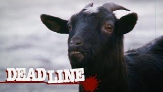 Deadline Clip - Black goat