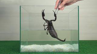 Incredible abilities of the scorpion. Experiment. Scorpio under water.
