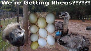 We're Getting WHAT? Our Rhea Adventure Begins!