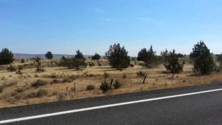 Small elk herd south of Maupin Oregon.