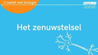 Het zenuwstelsel | Creatief met Biologie