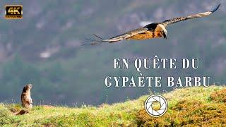 EN QUÊTE DU GYPAÈTE BARBU (Part 1) - PHOTOGRAPHIE ANIMALIÈRE