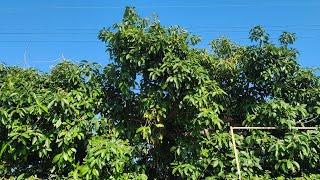 Spotted a Big Avocado Tree Loaded with Avocados.