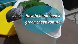 How to handfeed a green cheek conure