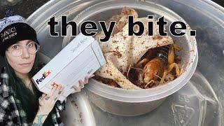 UNBOXING the WEIRDEST PET BUGS you'll ever see!.. The Jerusalem Cricket